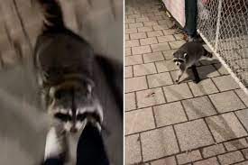 Princeton on High Alert Following Rabid Raccoon Outbreak