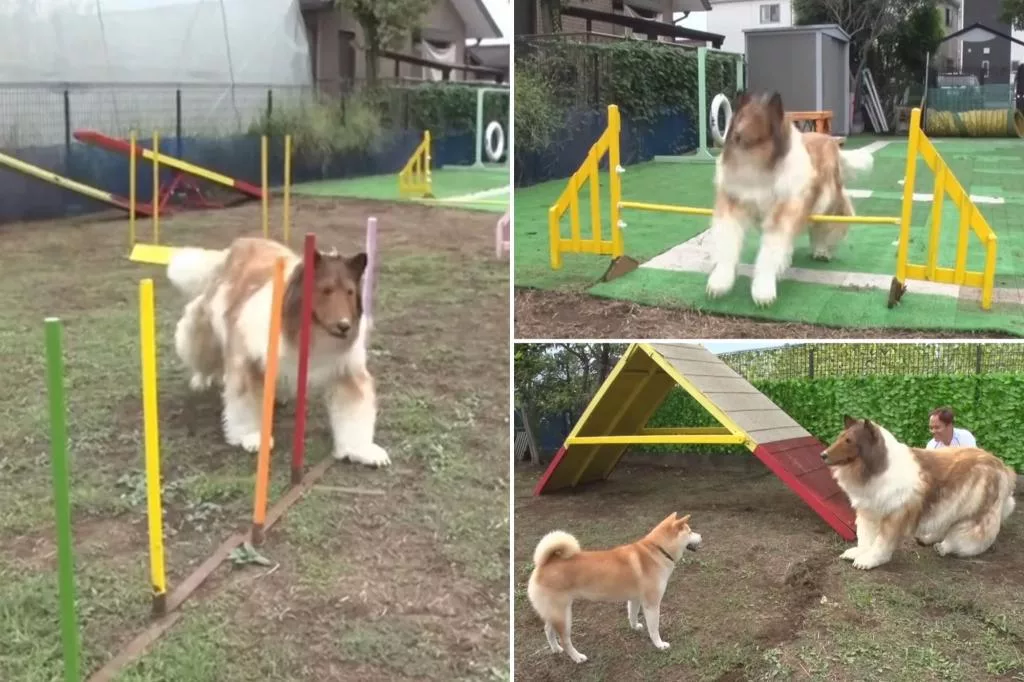 Mixed Reviews for Human Collie Toco's Agility Course Performance