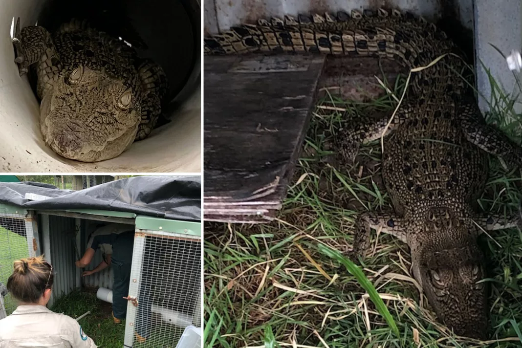 Shocking: Family Finds 3-Foot Crocodile in Chicken Coop