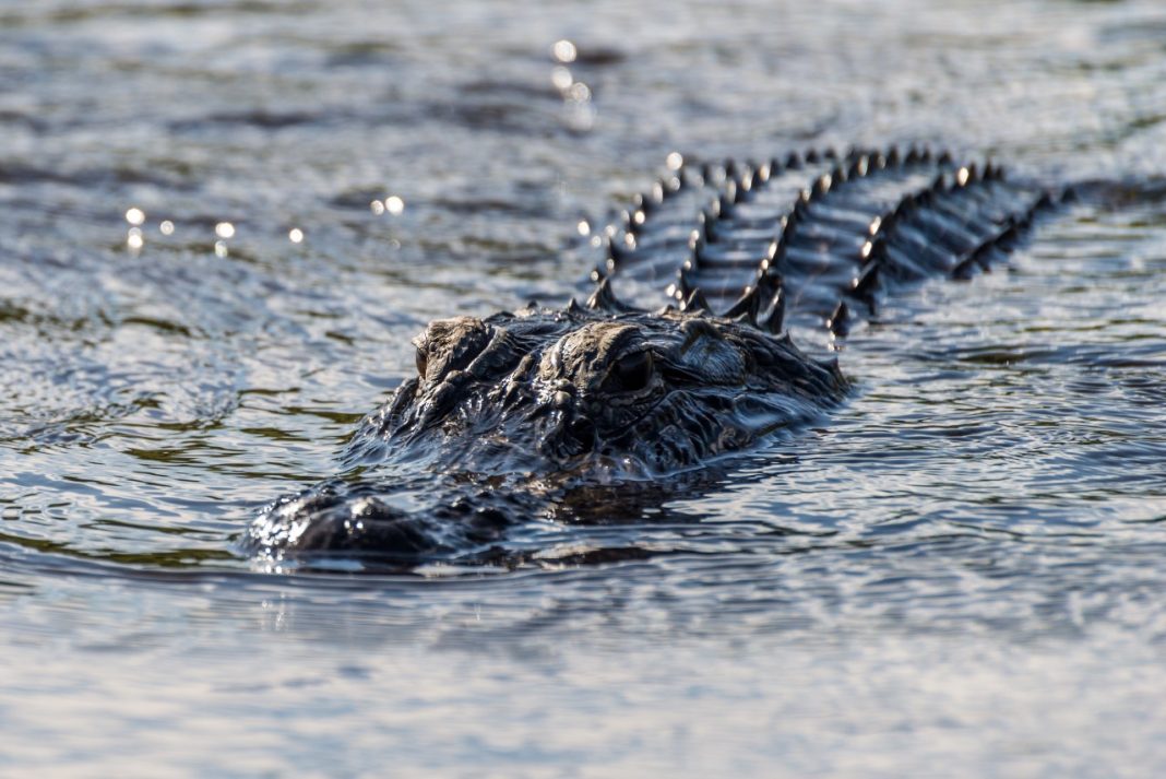 Massive Alligator Safely Relocated to Florida Sanctuary After Multiple Visits to Military Base