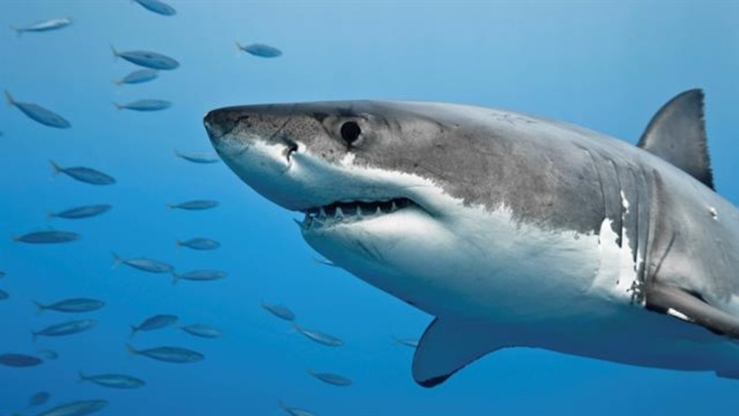 Sharks Spotted Near Cape Cod Before Memorial Day Weekend