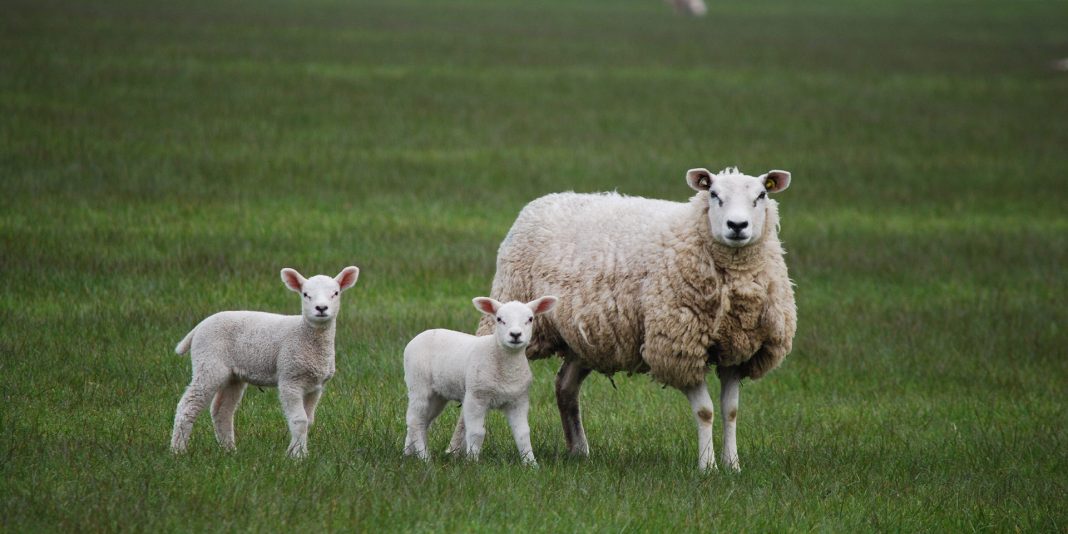 Sheep Deployed to Nevada Foothills to Fight Wildfires by Eating Invasive Grasses