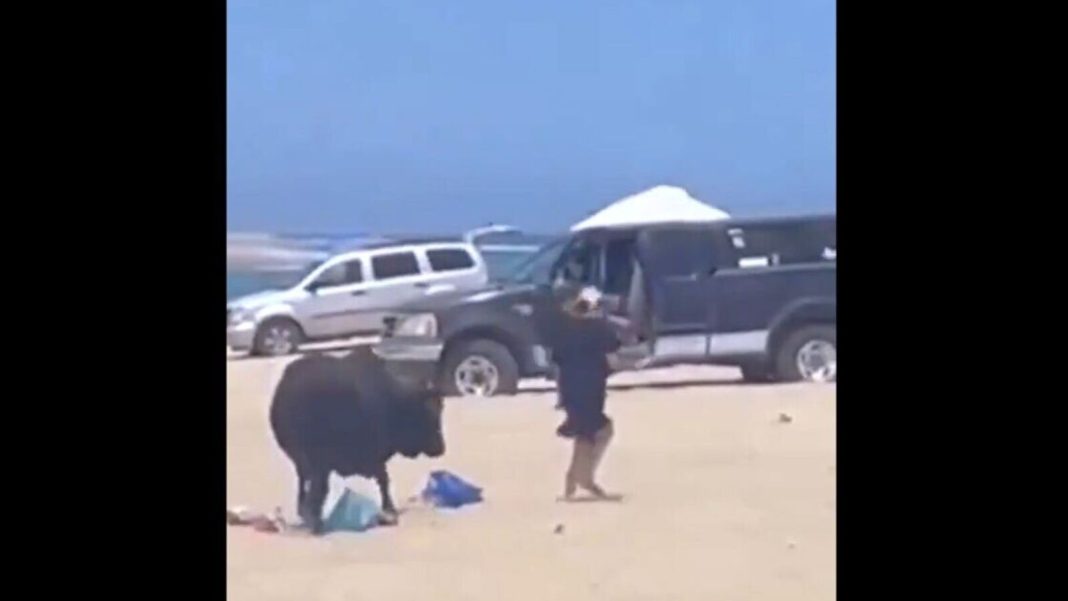 Tourist Attacked by Wild Bull on Popular Mexico Beach