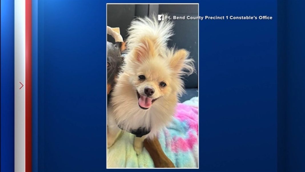 Man Arrested for Beating Wife's Pomeranian to Death in Fort Bend County