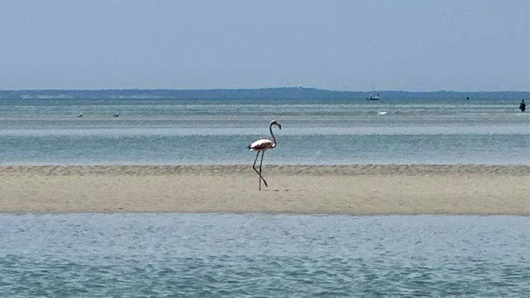 Rare Wild Flamingo Spotted in Cape Cod, Massachusetts: A First for the State