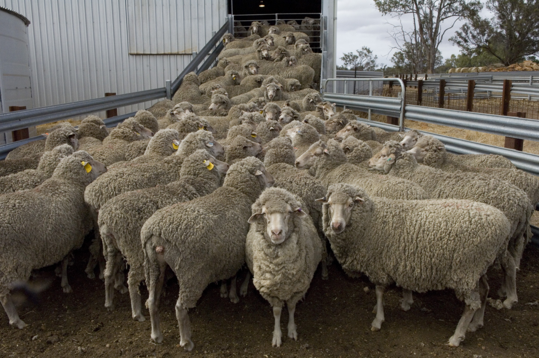 The Controversy Surrounding Live Export of Sheep: Political Debate and Welfare Concerns