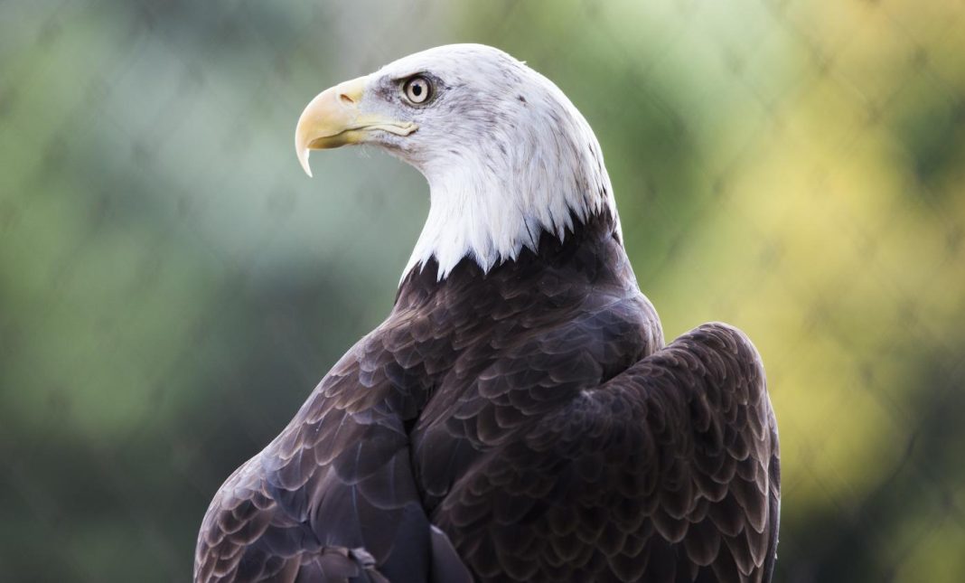 Alaskans in Kodiak Concerned About Bald Eagle Attacks