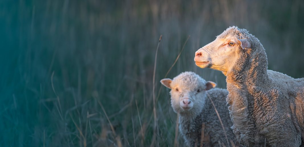 Australia's Parliament Passes Legislation to Ban Live Sheep Exports by Sea from 2028, Farmers Express Disappointment and Concern