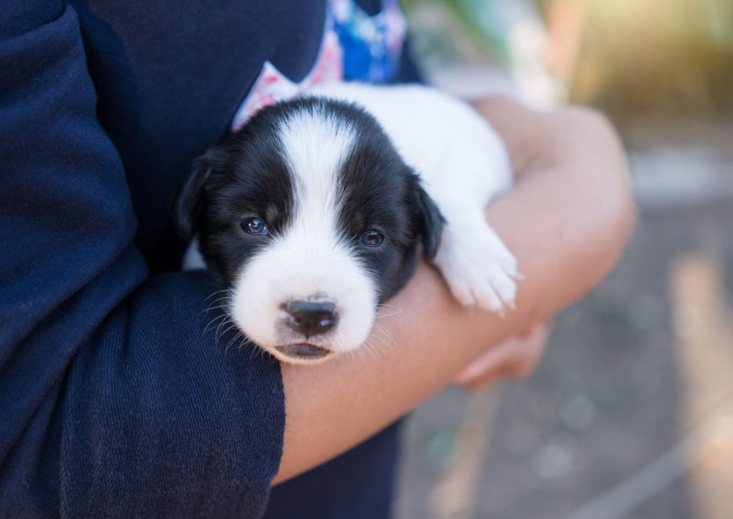 Curious Pooch Accidentally Starts Fire in Colorado Springs Home