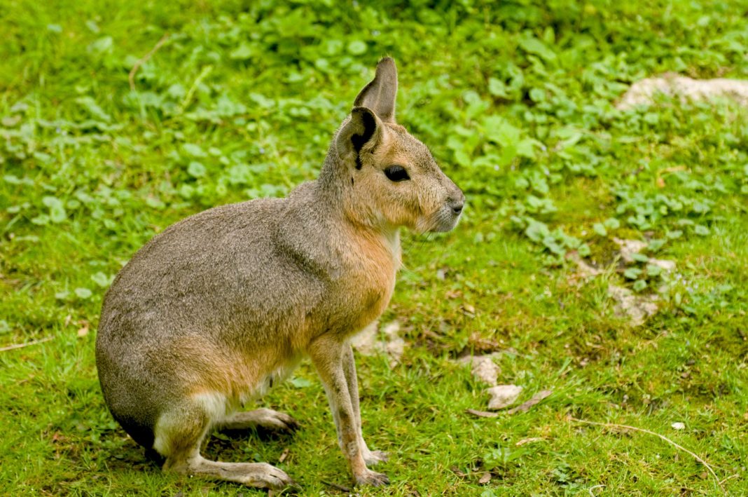 Furry Fugitive: Adorable Rabbit-Like Rodent on the Loose in Colorado Mountains