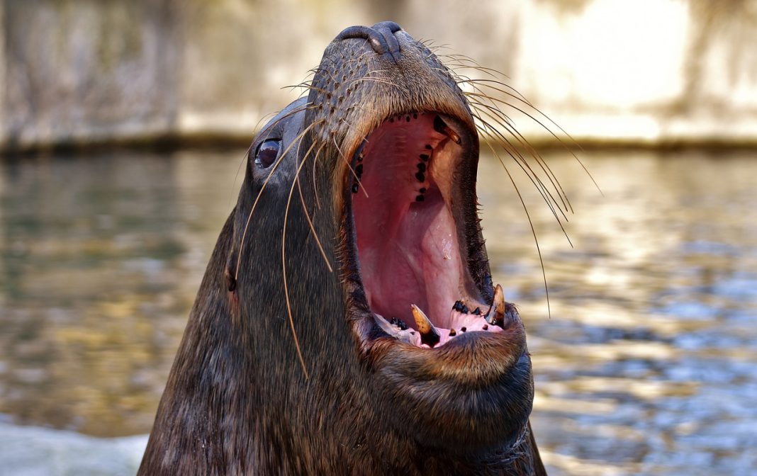 Sea Lion Charges at Beachgoers in La Jolla Cove, San Diego