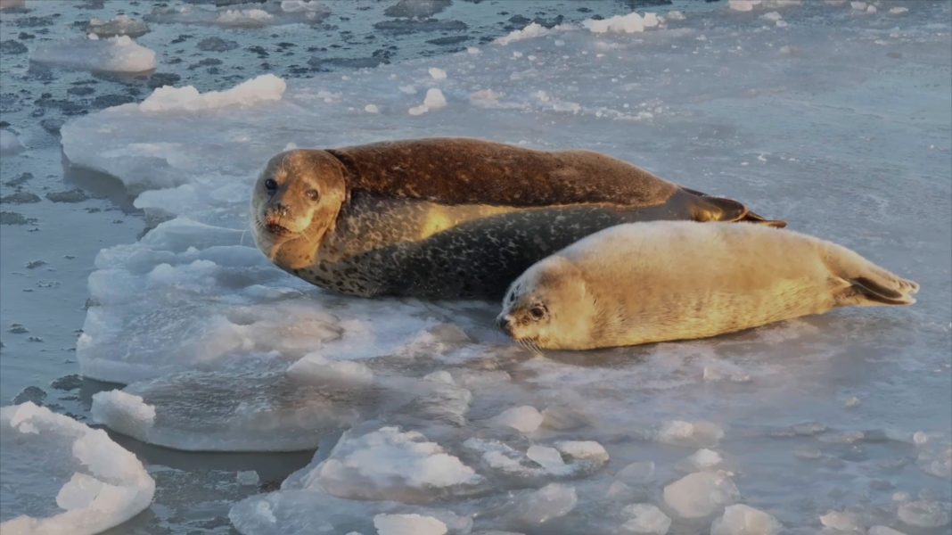 Shark Feasts on Seal Near Nantucket Beach, Prompts Swimming Prohibition | Nantucket Current