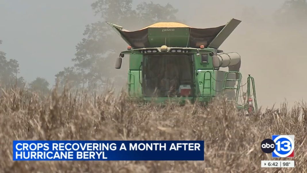 Impact of Hurricane Beryl on Texas Farmers and Potential Long-Term Consequences