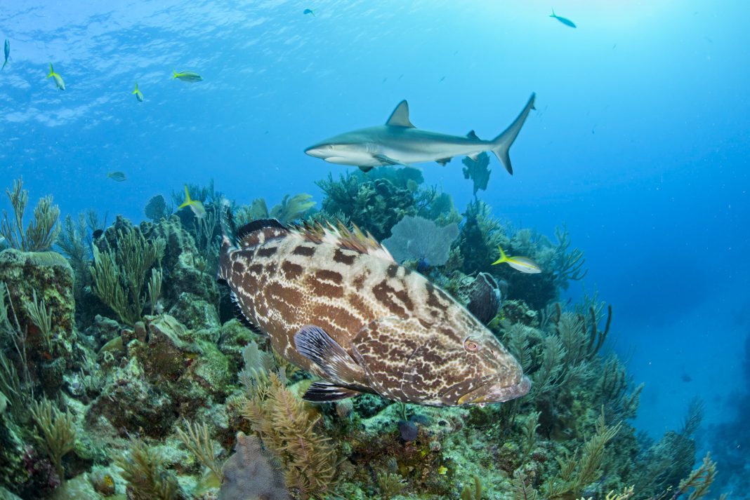 Massive Undersea Mountain off Coast of Chile: Home to Rare Sea Creatures