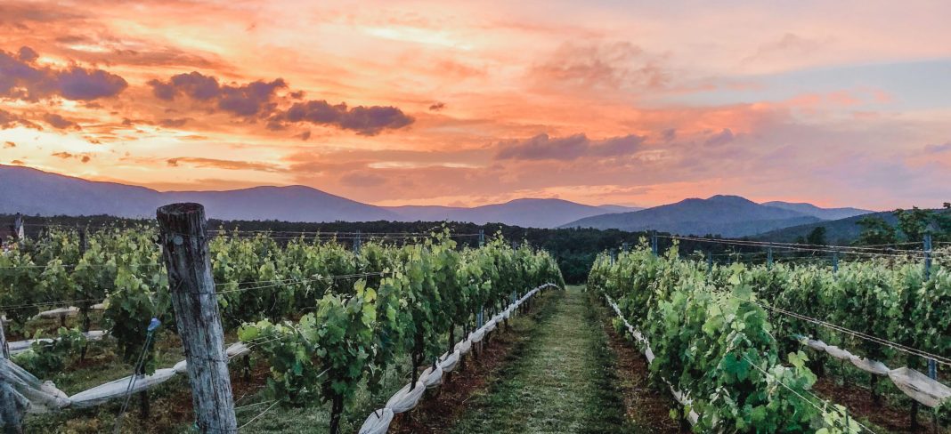 Under the Vines Season 3: A Character-Driven Drama Set in New Zealand's Oakley Vineyards