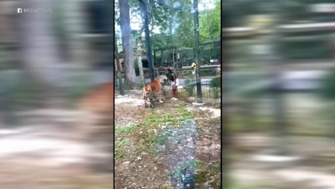 Woman Charged with Trespassing After Illegally Entering Zoo Enclosure