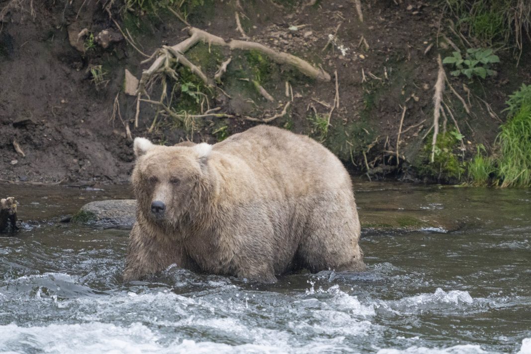 Celebrate Fat Bear Week: Meet the Chubby Contestants of Katmai National Park