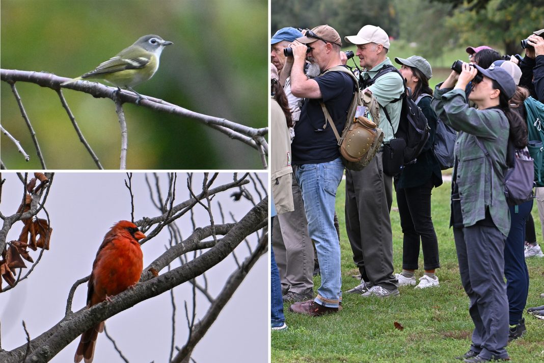 Exciting Bird Migration Weekend Set to Thrill NYC Birdwatchers