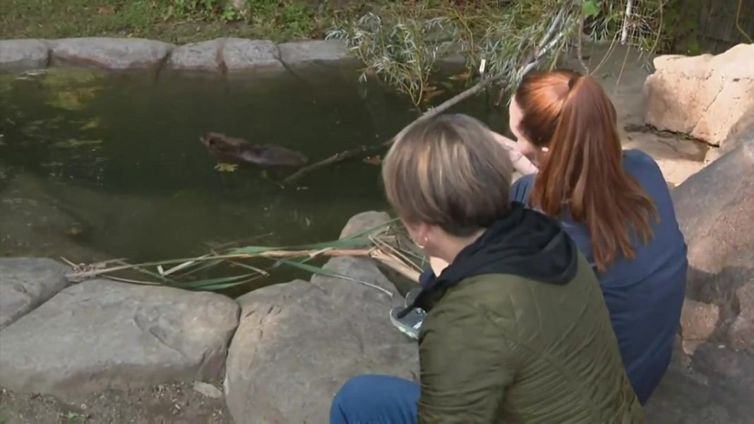 Governor Healey Saves Nibi: A Beavers' Journey to Educational Sanctuary