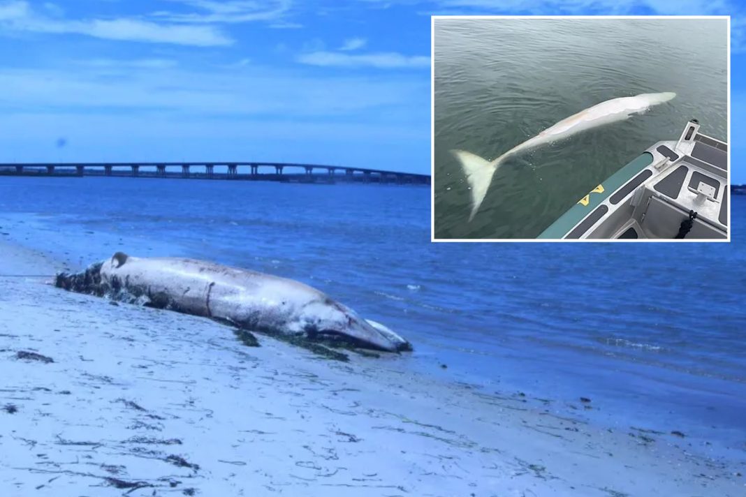 Investigation Launched After Two Minke Whales Found Dead in New Jersey