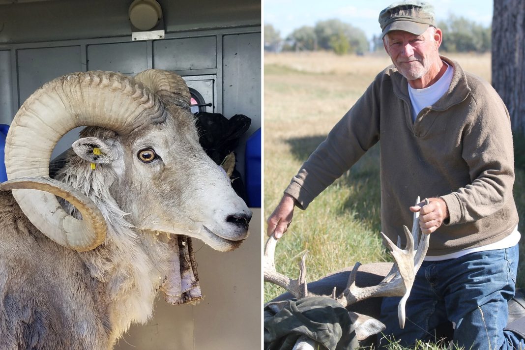 Montana Man Sentenced for Illegal Cloning of Trophy Sheep for Hunting