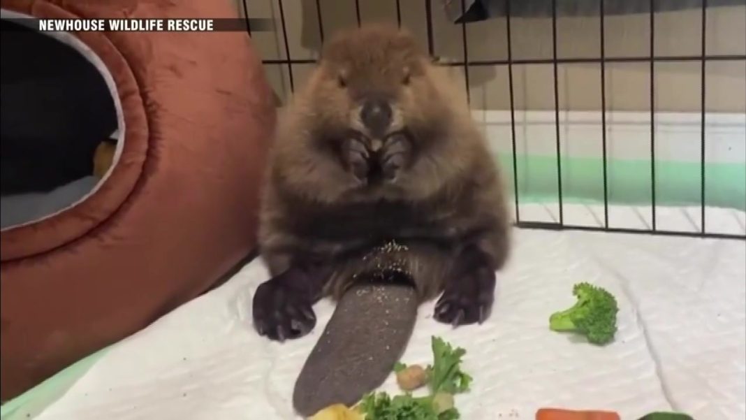 Nibi the Beaver: A New Home for Education and Conservation in Chelmsford